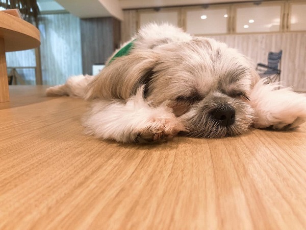 ワンちゃんに会いにいこう Puppy Cafe Rio 八王子店 犬カフェ 八王子 セイトinfo 八王子 立川 多摩の情報サイト